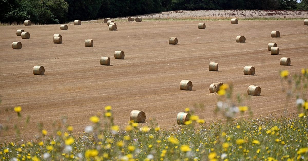 Ett skördat fält med många rundbalar och gula blommor i förgrunden