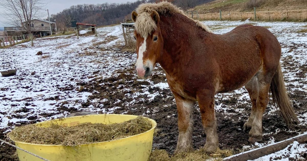 En ponny vid en foderbalja i en hage med snöfläckar