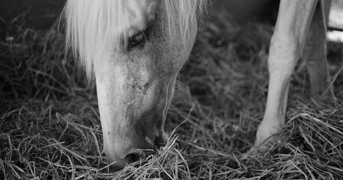 En häst som äter hö, fotograferad i svartvitt
