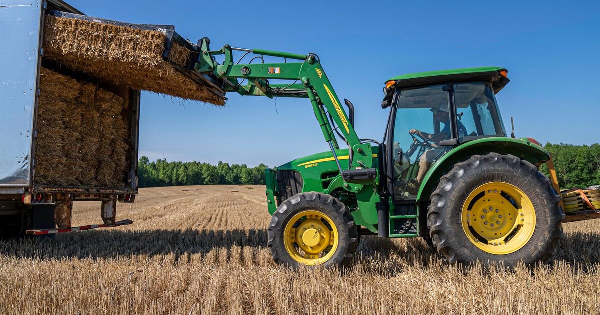 En grön traktor lastar höbalar på en lastbil på en stubbåker