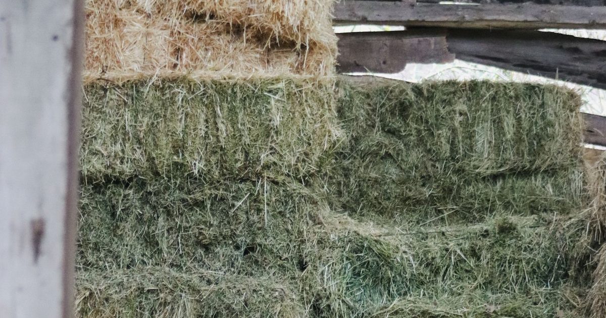 Småbalar av grönt hö staplade i en gammal lada av trä