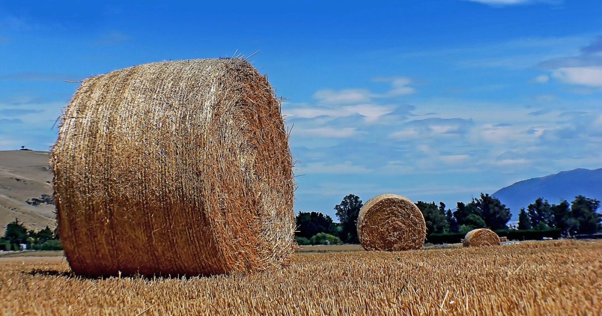 En stor rundbal på ett stubbfält under blå himmel