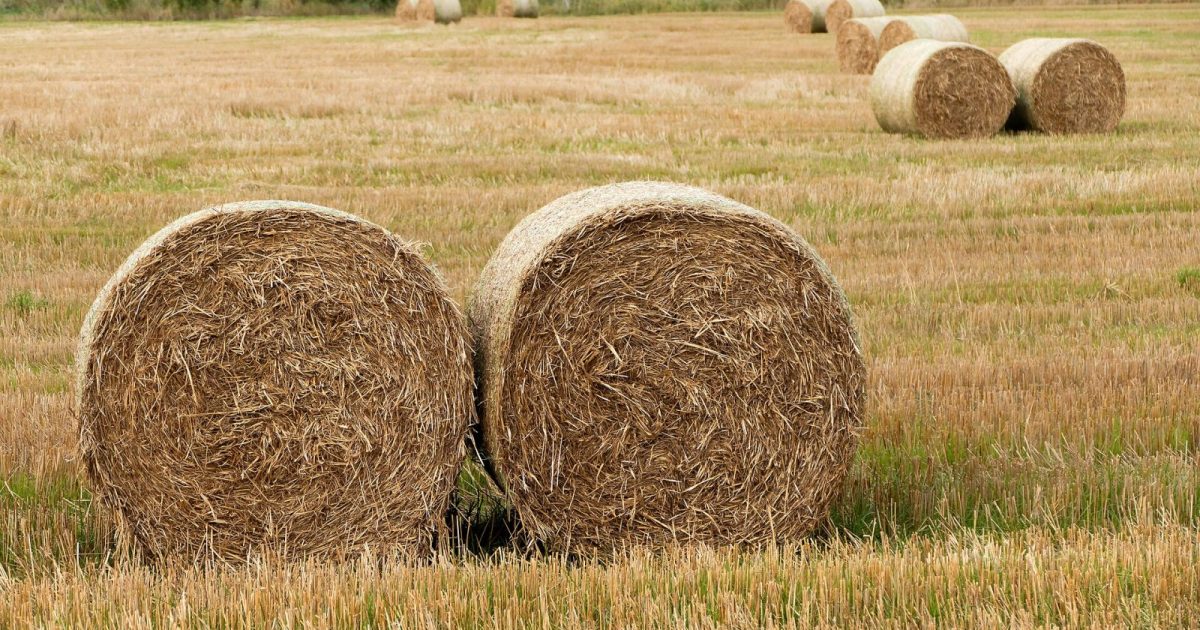 Två rundbalar hö på ett skördat fält