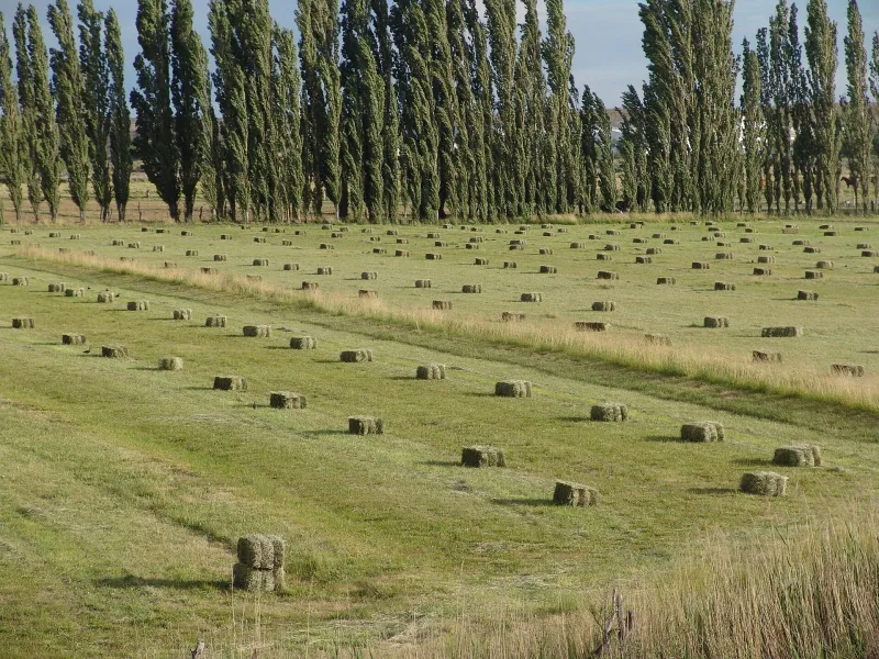 Lucern, förstaskörd 2026