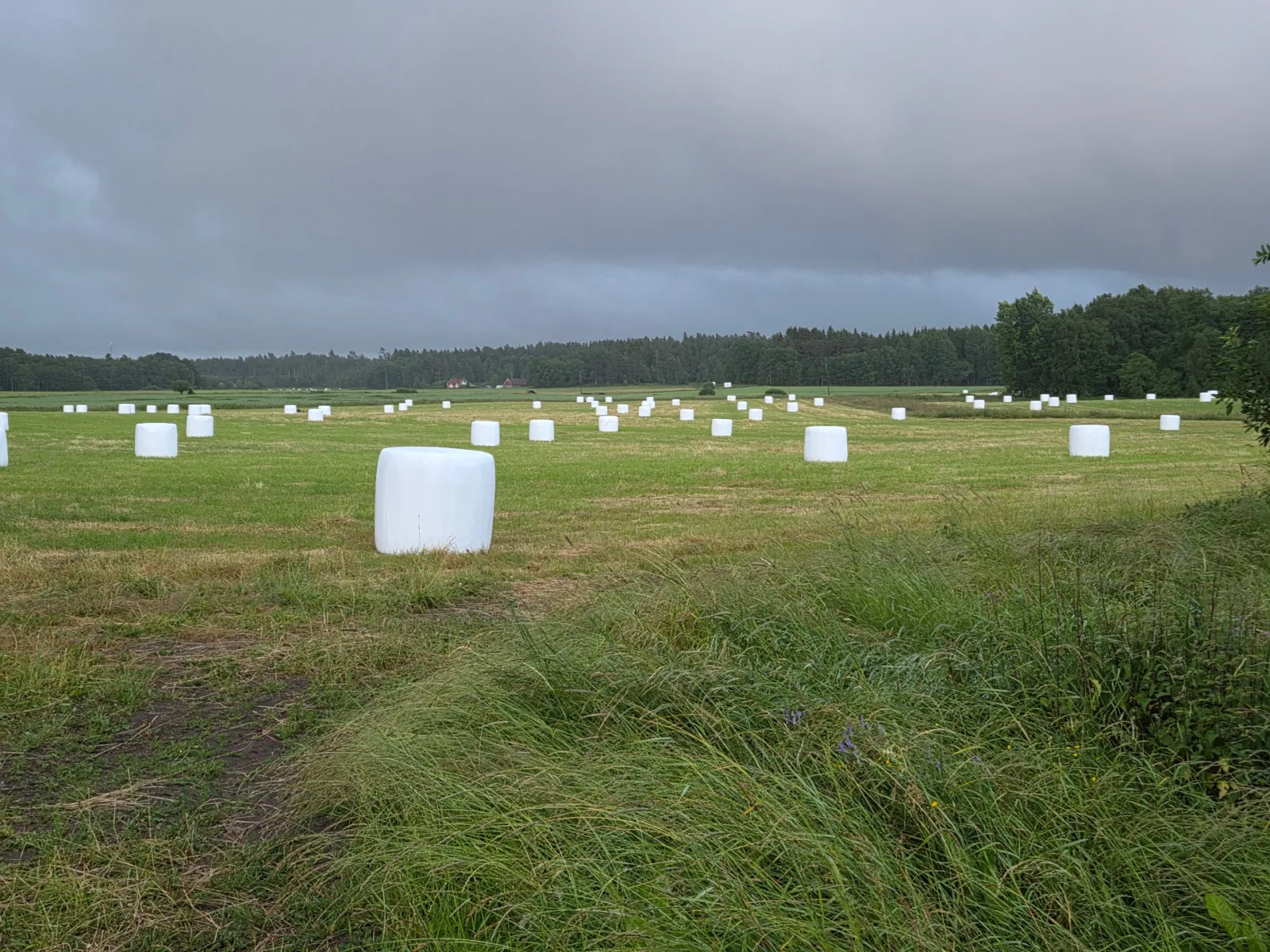 Hösilage, förstaskörd 2026