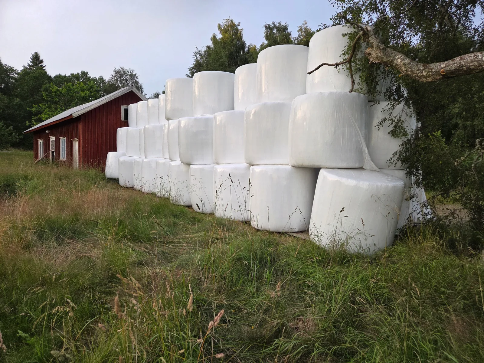 Hösilage, förstaskörd 2026