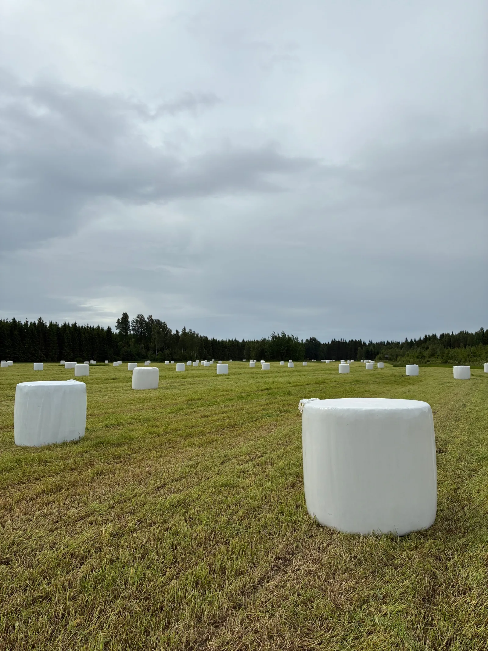 Hösilage, förstaskörd 2026
