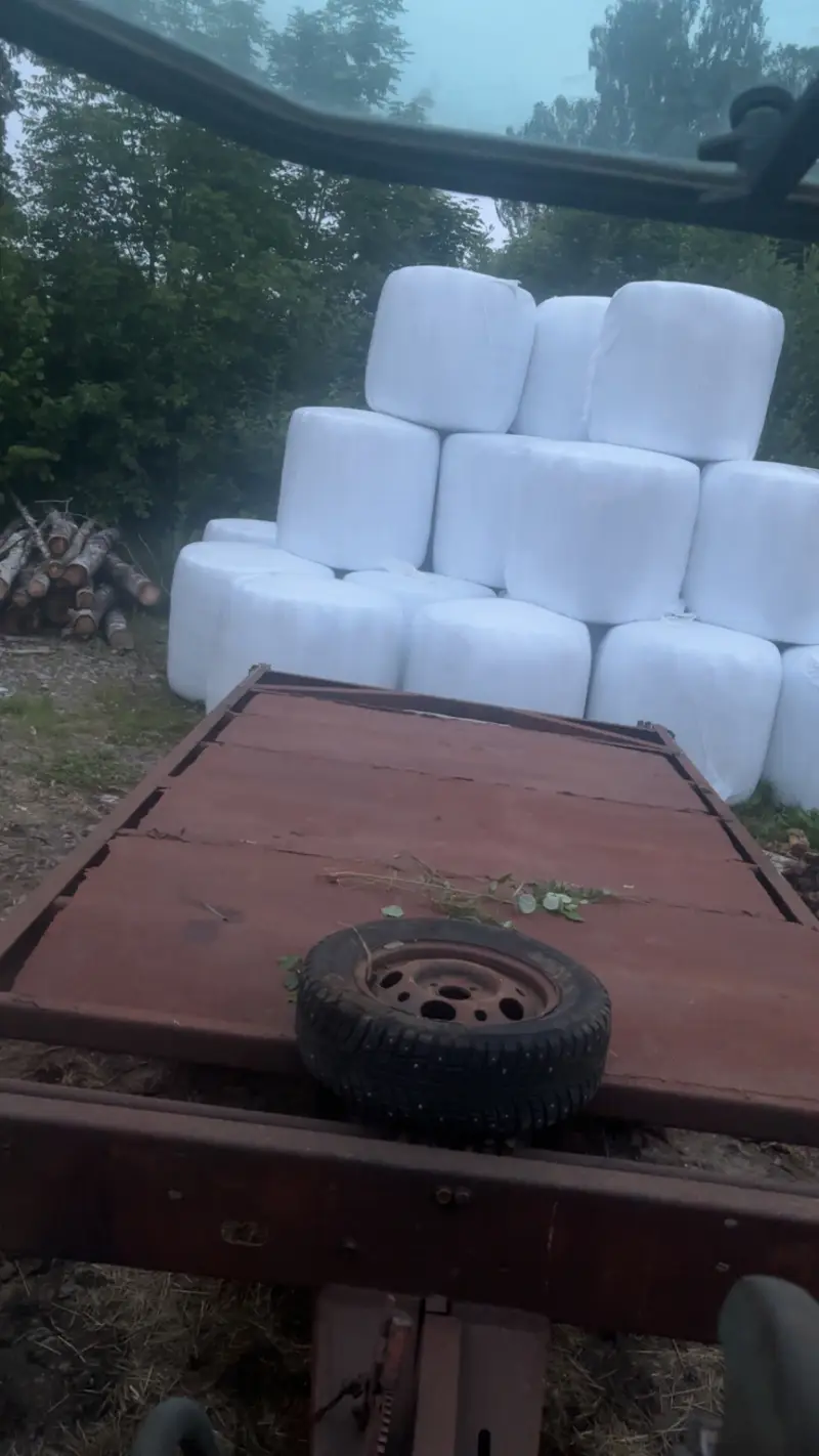 Hösilage, lågt socker skördat midsommarveckan