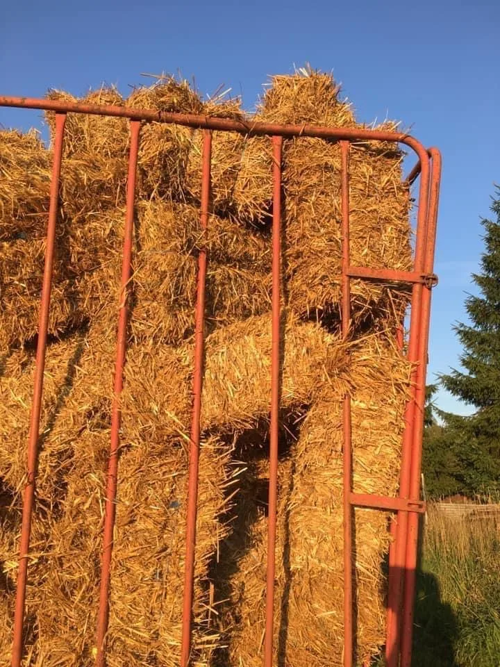 Halm i småbal