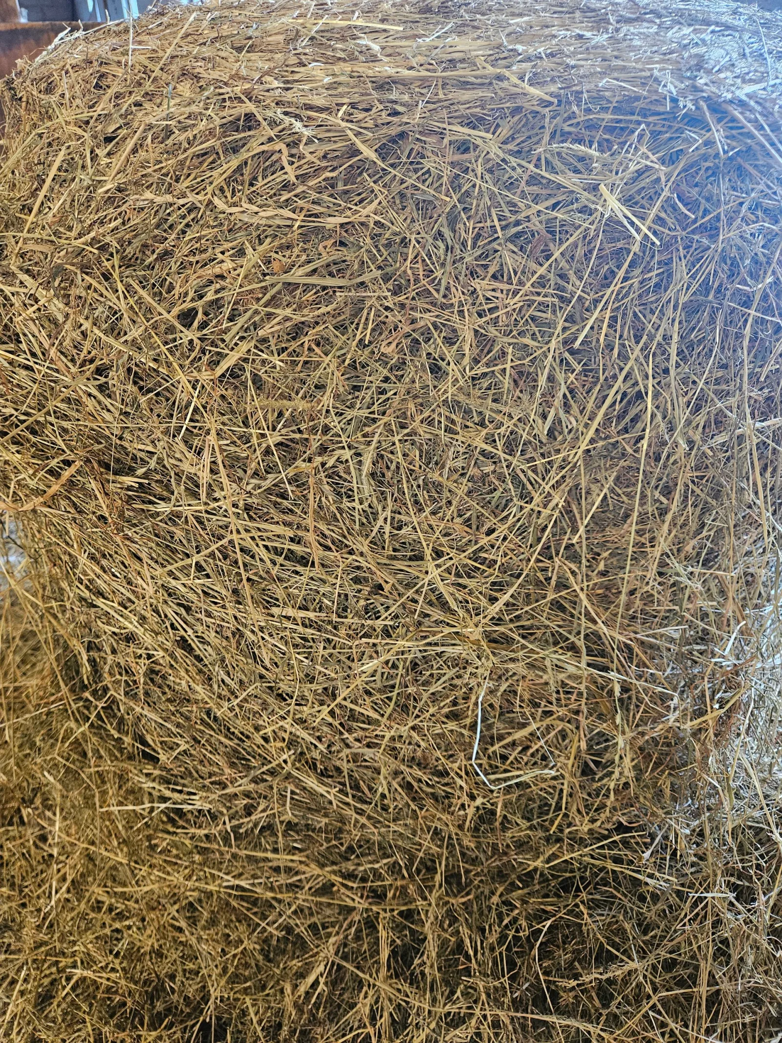 Hösilage, förstaskörd 2026