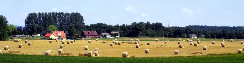 Halm, skörd 2026
