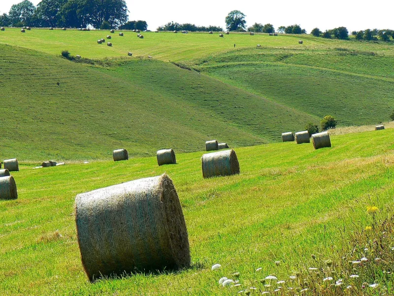 Ensilage, andraskörd 2026