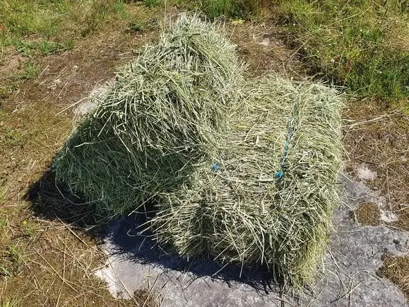 Hö i småbal