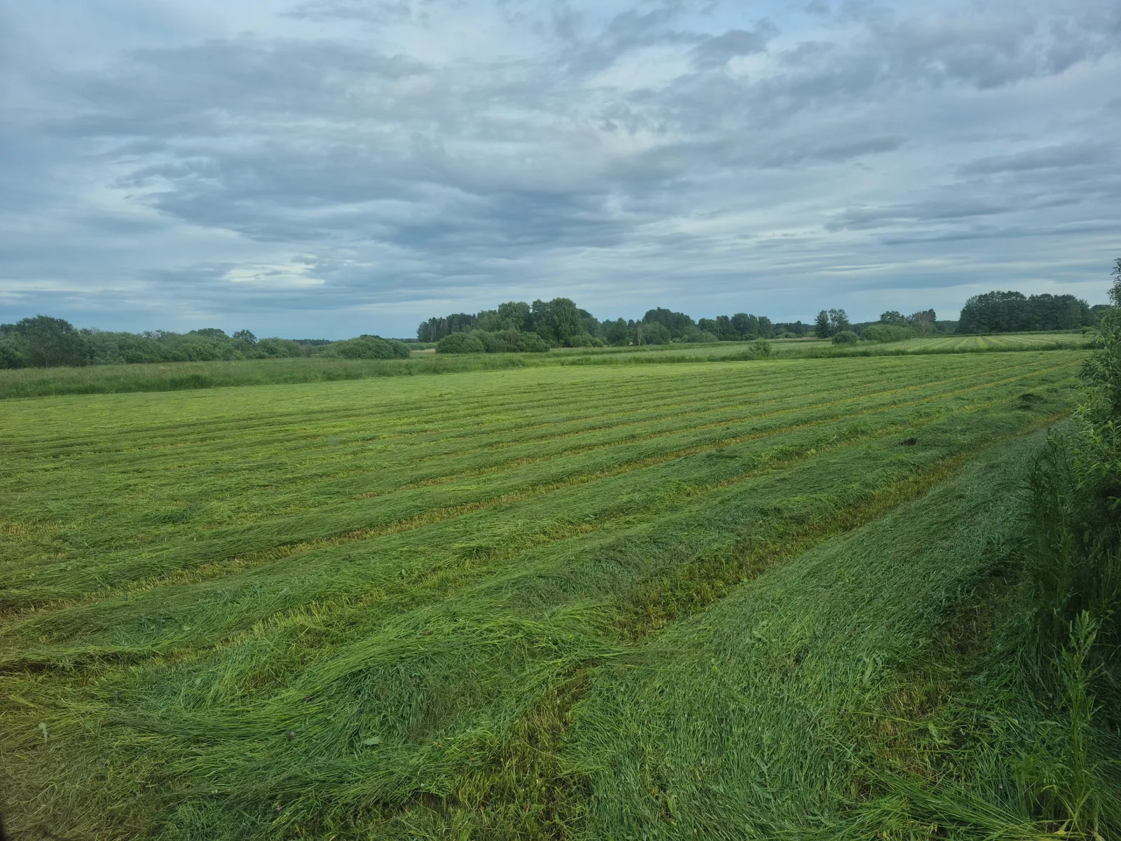 Hösilage, förstaskörd 2026