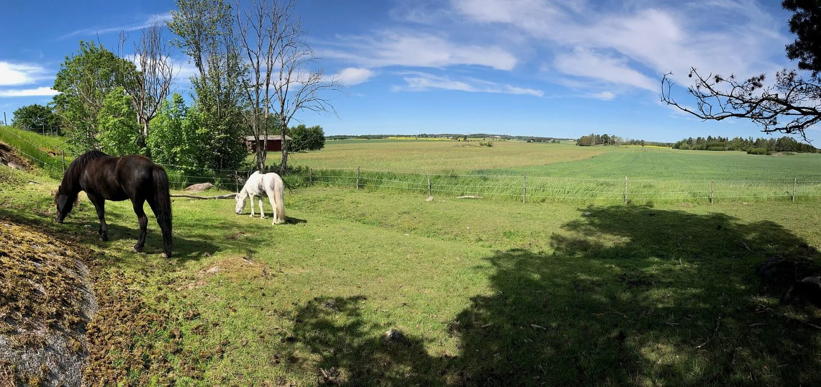 Hästar som betar i en hage med öppet landskap