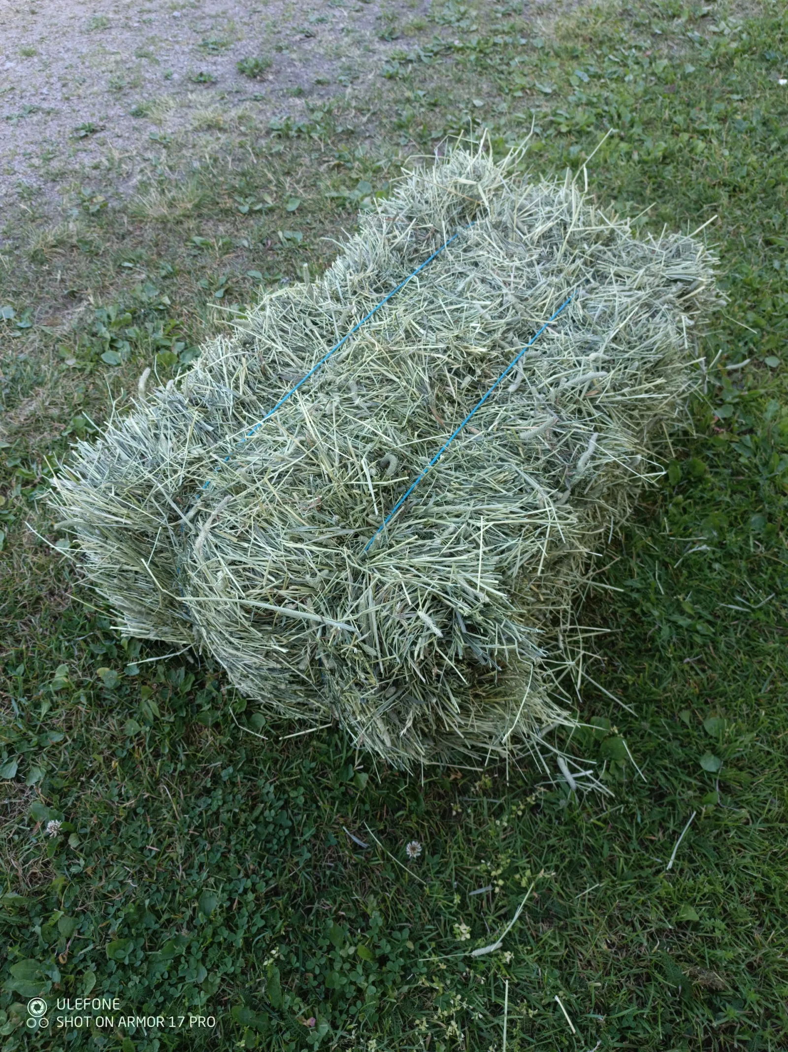 Småbal torrhö