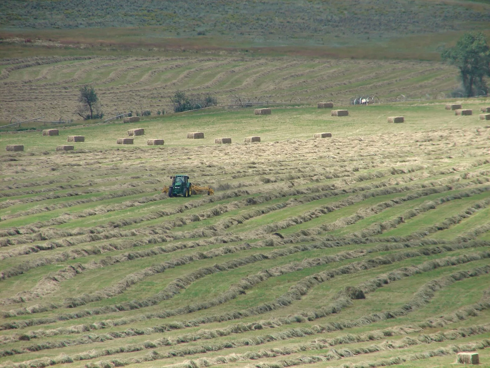 Vallskörd i strängar med traktor på sluttande fält